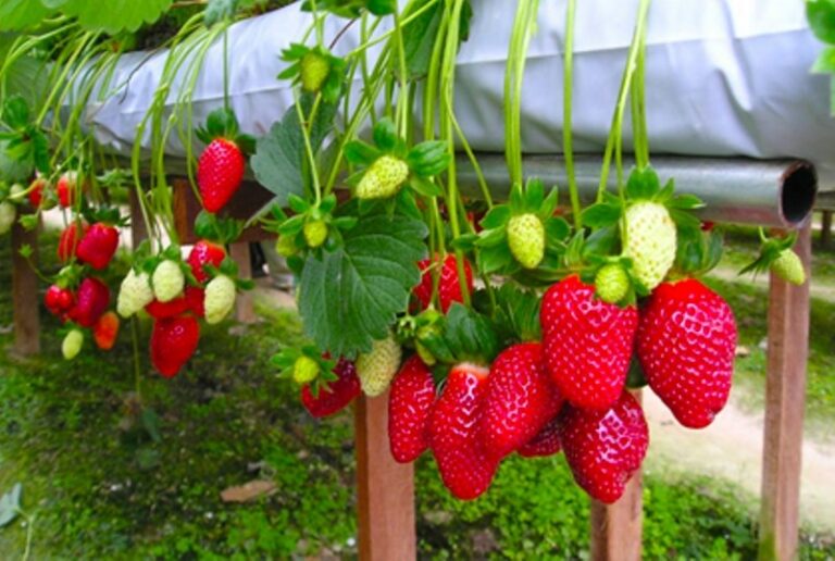 strawberry farming