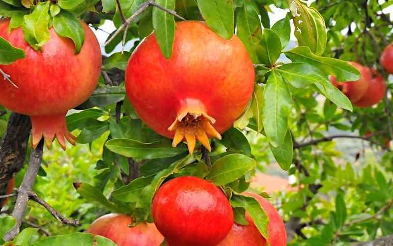 Pomegranate cultivation