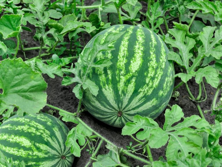 Nashik Farmer Earn Millions From Watermelon Farming