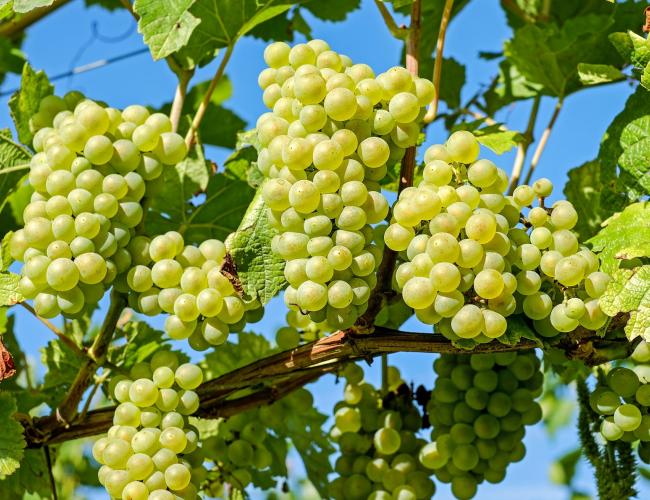 Pune Farmer Grape Farming