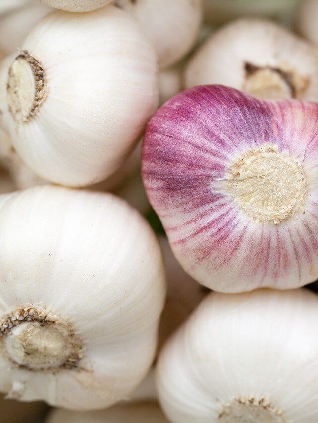 garlic-84691_1280