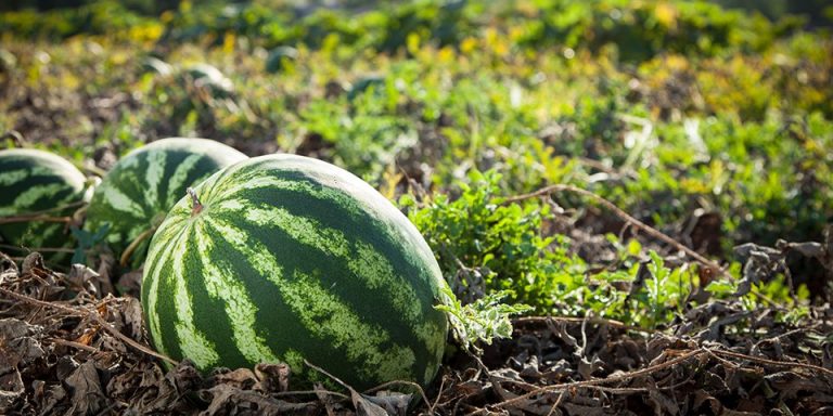 watermelon farming