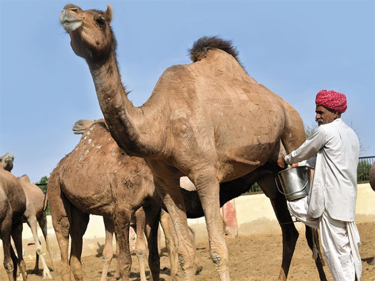 Camel rearing was a major source of income
