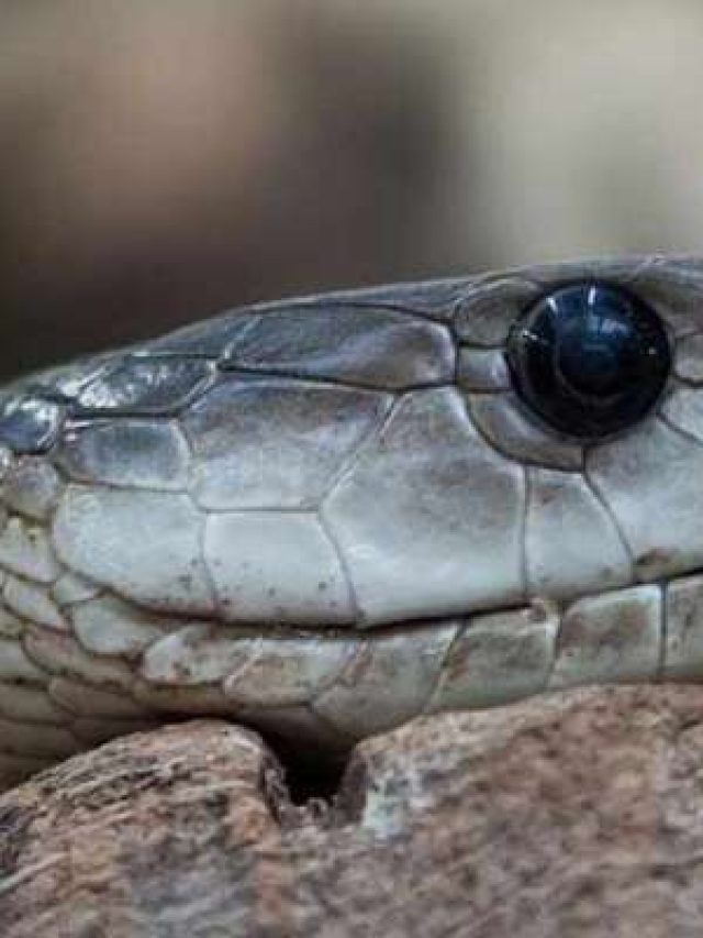 339591-400234-snake1