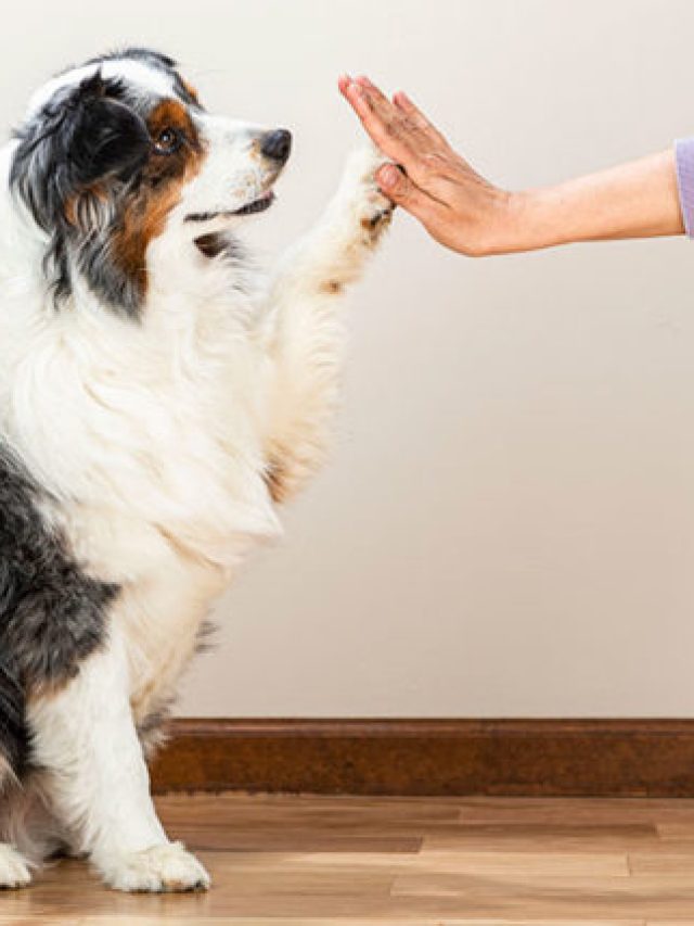 LMC_5392-dog-high-five-650x428