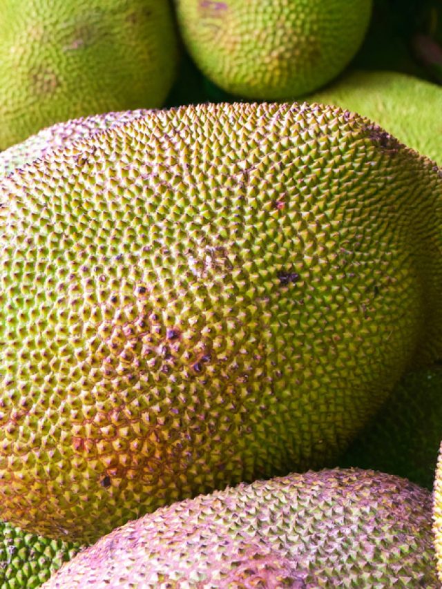 category-image-jackfruitgrown