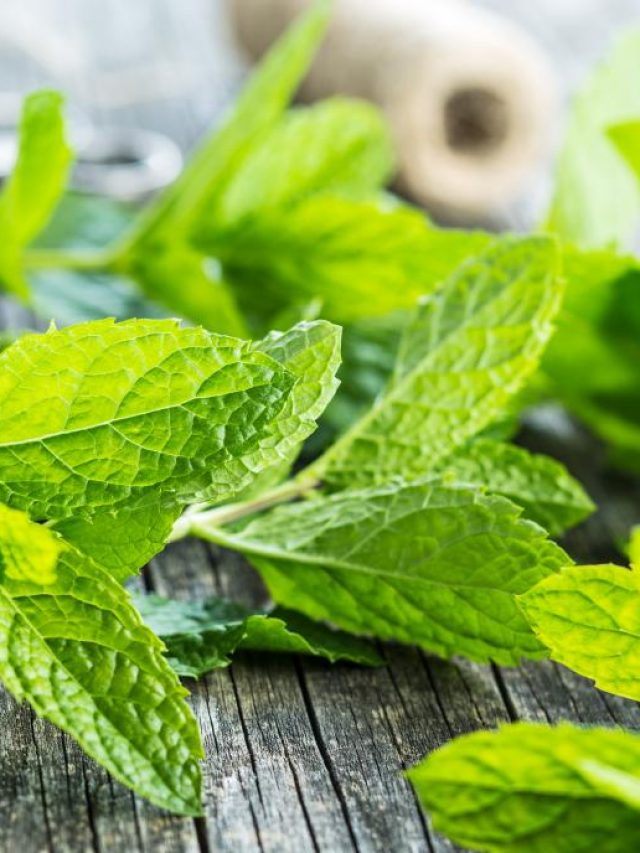 mint-on-a-wooden-table