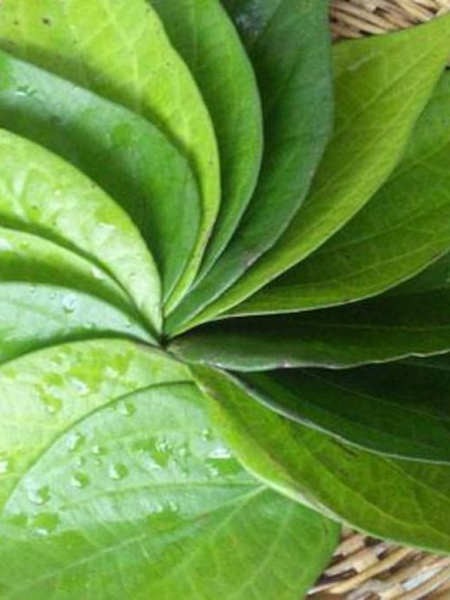 paan-story_647_041116034905