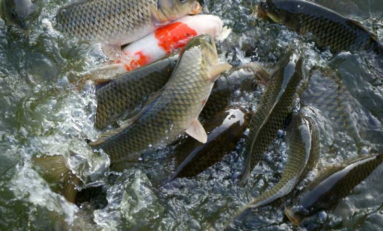 Start Fish Farming Business Government is giving 'so much' subsidy
