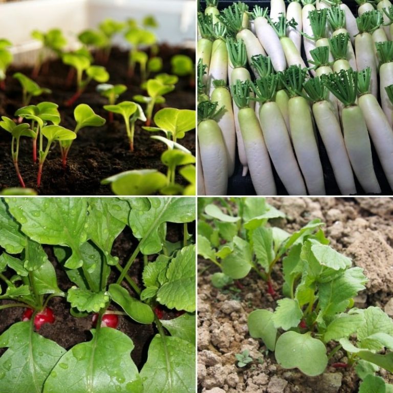 How To Plant Radish? Know complete information in your language