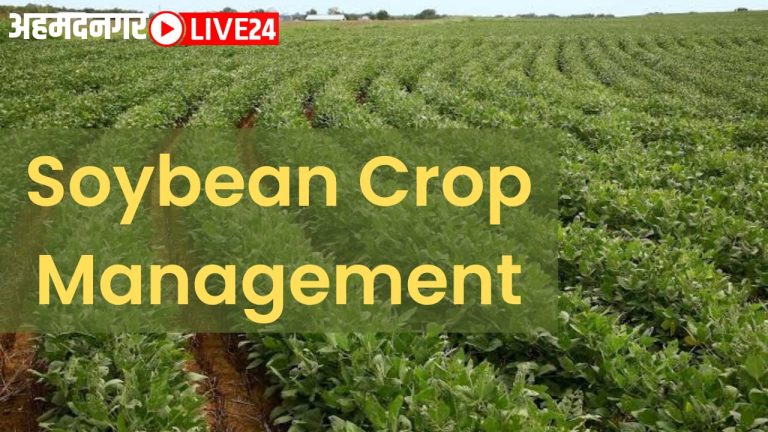 soybean crop managemet