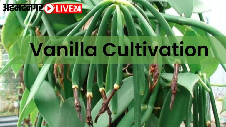 vanilla cultivation