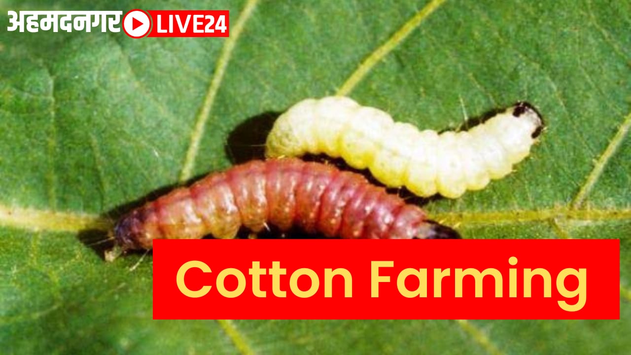 cotton farming