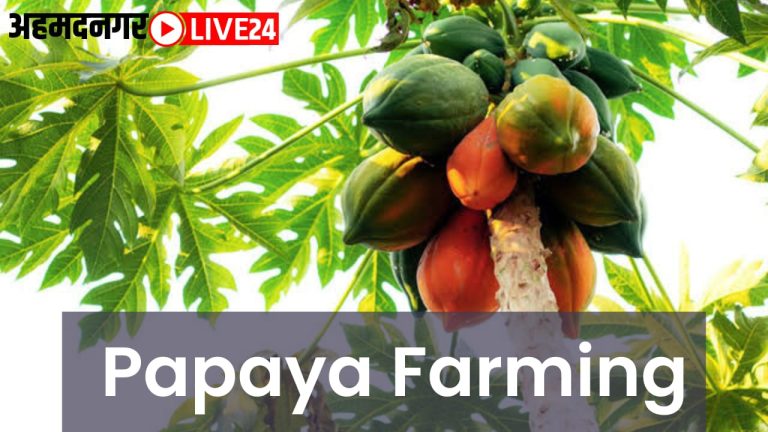 papaya farming