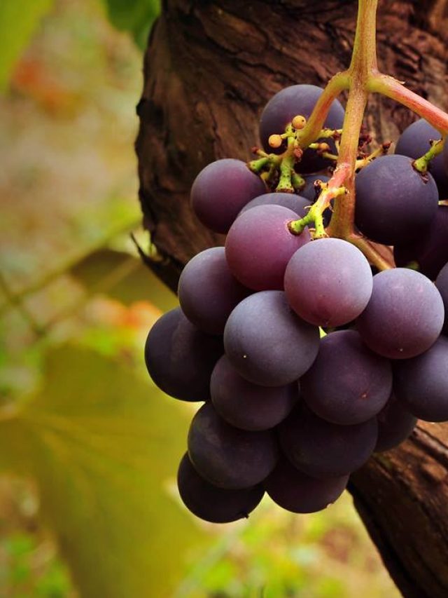 12191840_1056423947721386_6023974261642805606_n