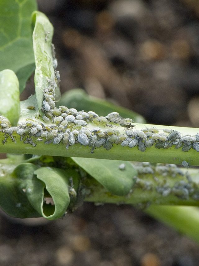 _Aphids_Broccoli (2)
