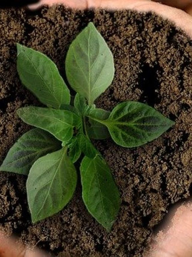 Benefits-Of-Organic-Farming-1280x720