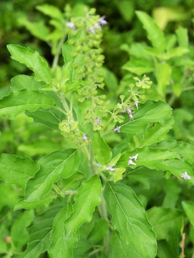 Benefits-of-eating-basil-leaves-on-an-empty-stomach-1
