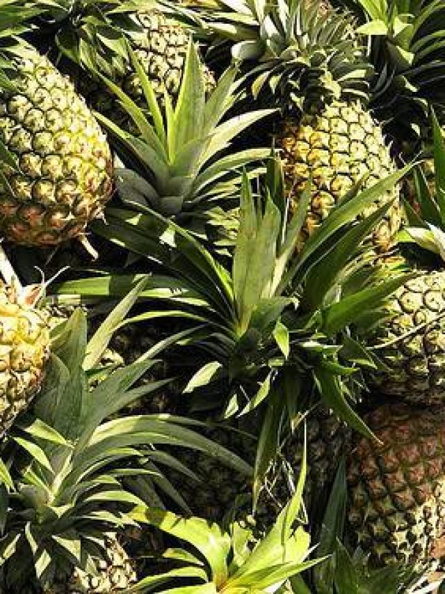 Harvested-Pineapples