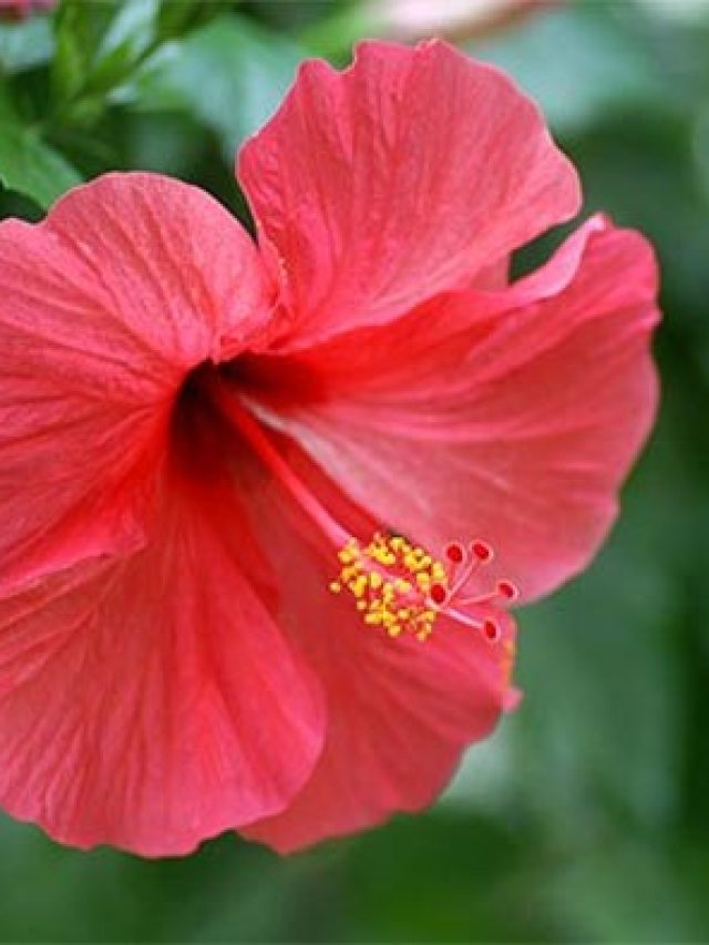 Hibiscus3