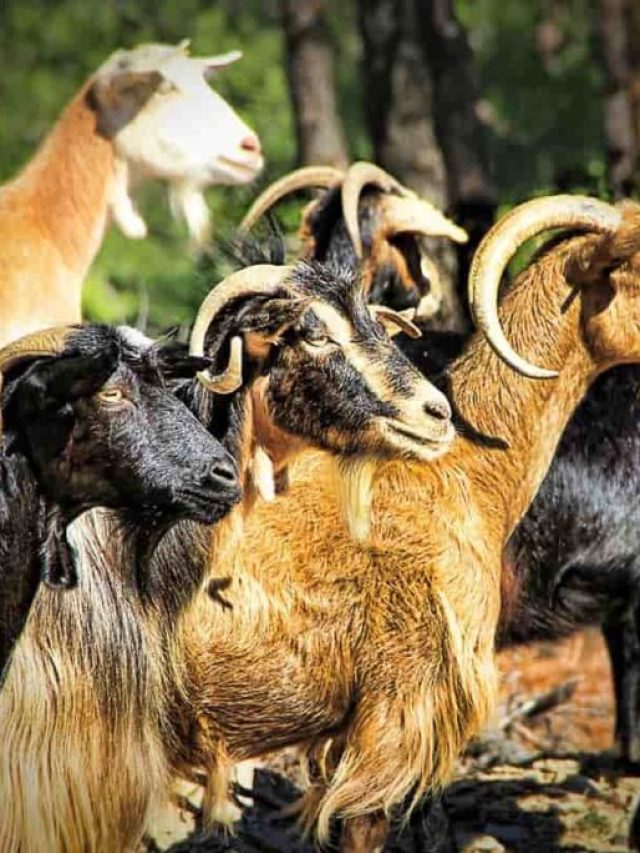 Lakh-Profit-From-Goat-Farm1-1024x683