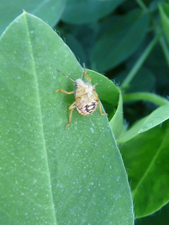 Soldier-Bug-Beneficial-Insects-or-Bugs-Featured
