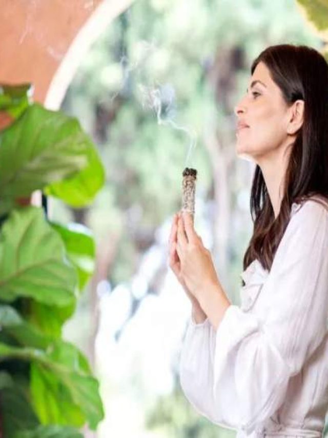 indoor-plants-feature-resize_202106629924