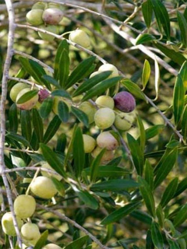 olive-cultivation