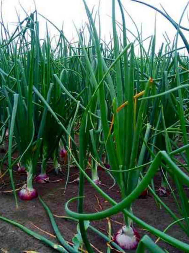 onion-farming