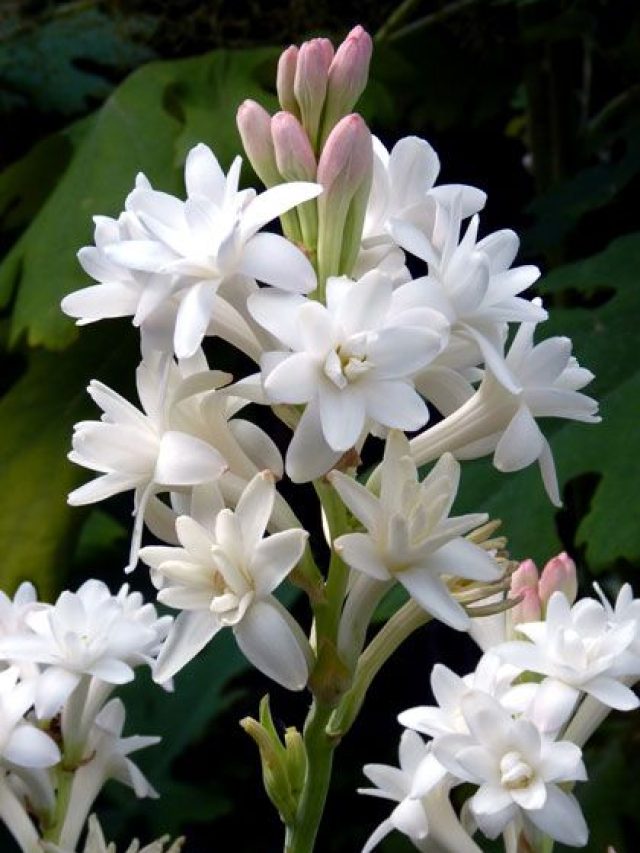 tuberose-1612243568-5709442