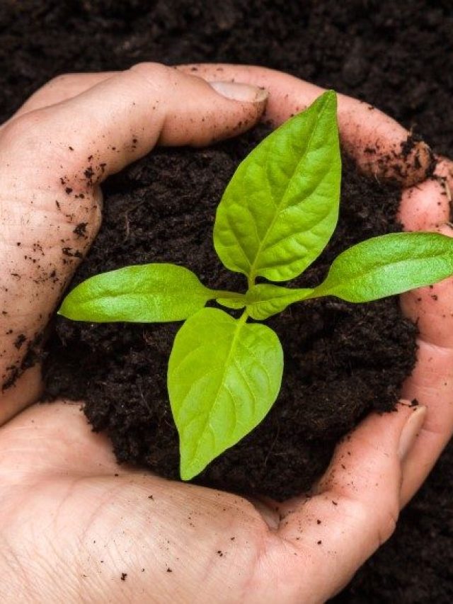 vermi-compost-e1610520903388