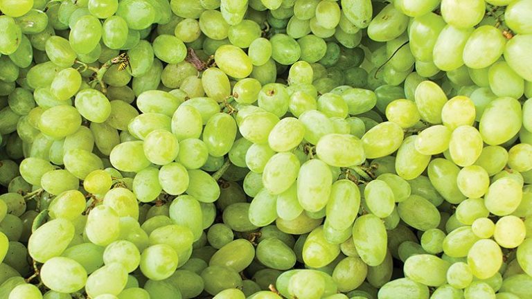 grape farming
