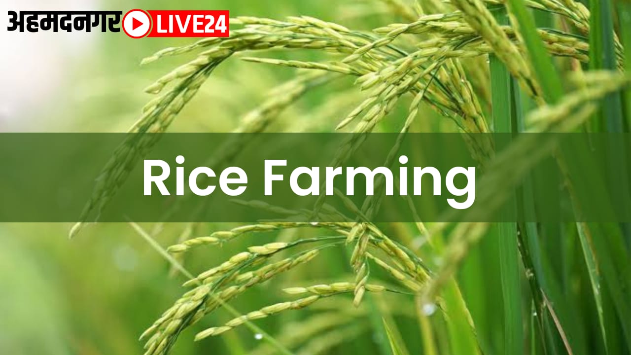 rice farming