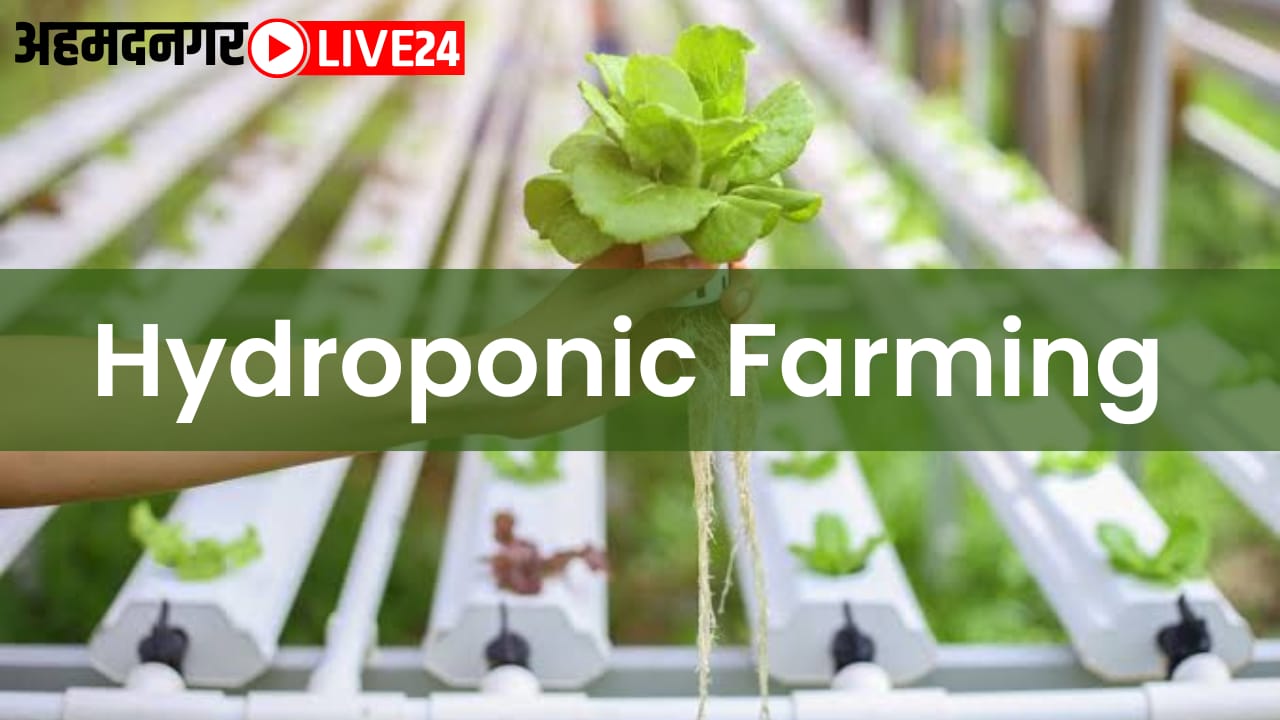 hydroponic farming