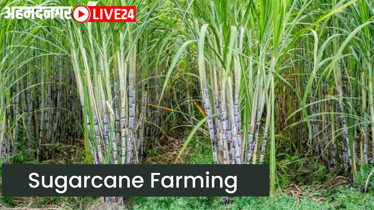 sugarcane farming