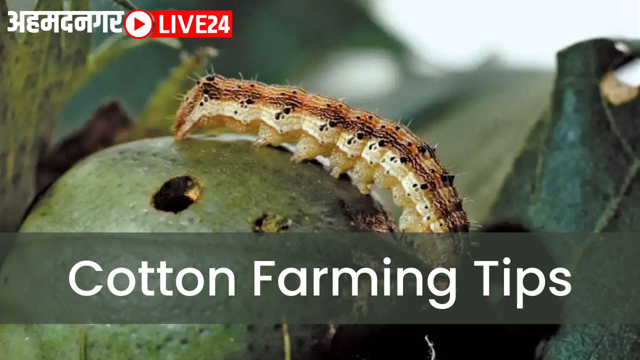 cotton farming tips