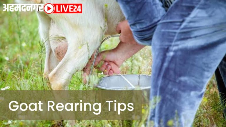 Goat Farming Tips