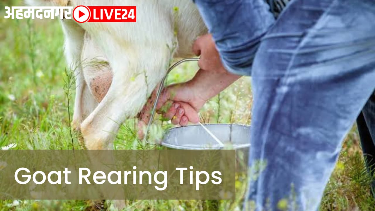 Goat Farming Tips