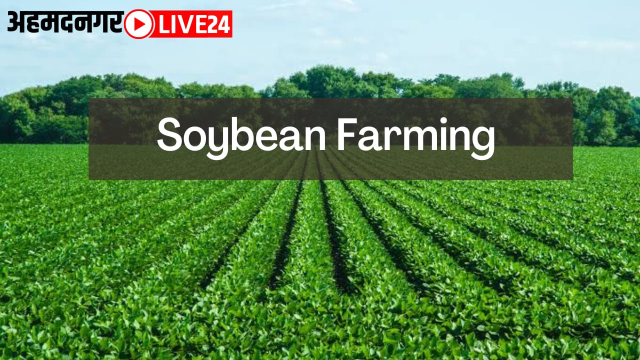 soybean farming