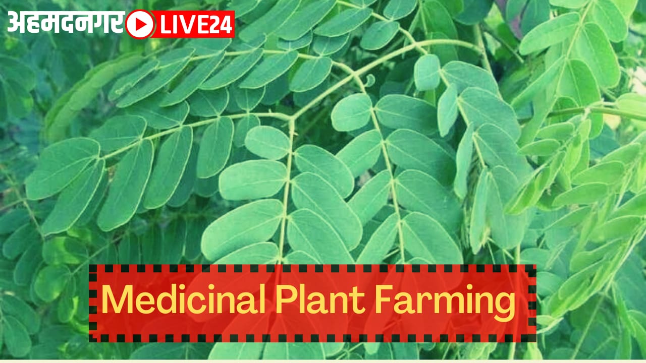 medicinal plant farming