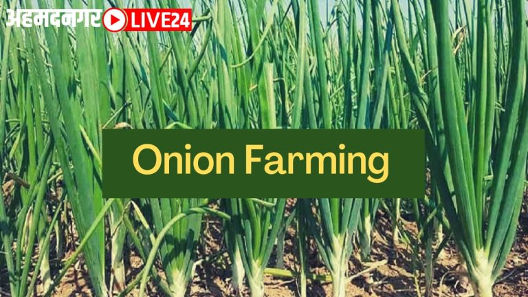 onion farming