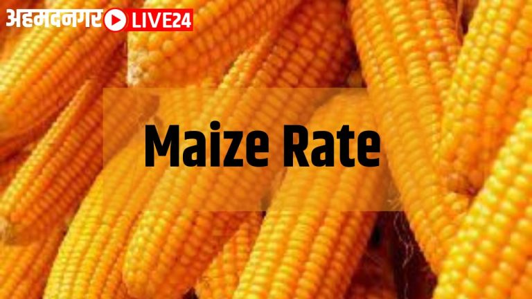 maize rate