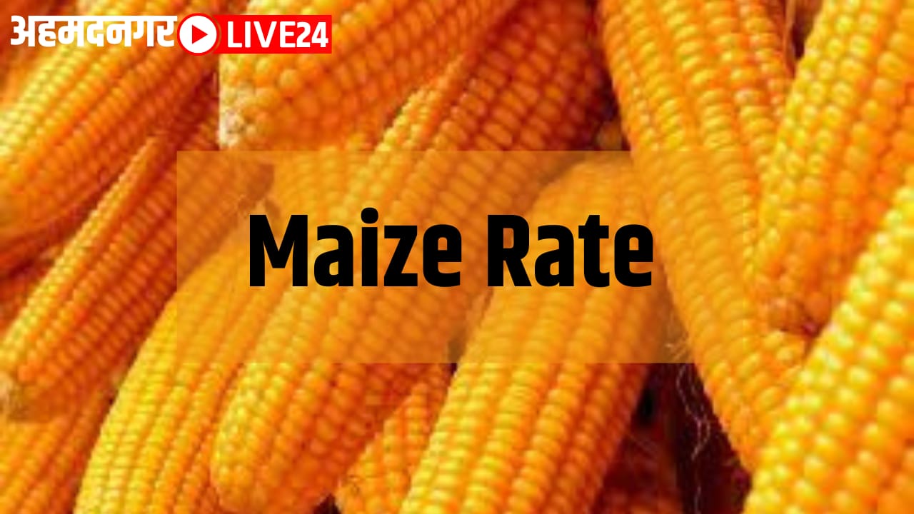 maize rate