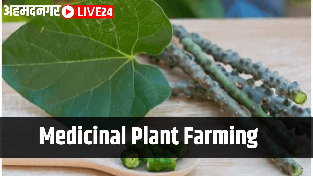 medicinal plant farming