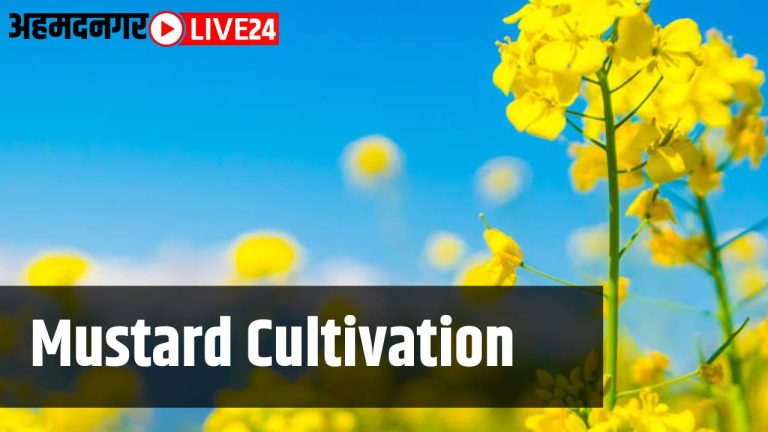 mustard cultivation
