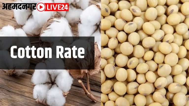 cotton rate