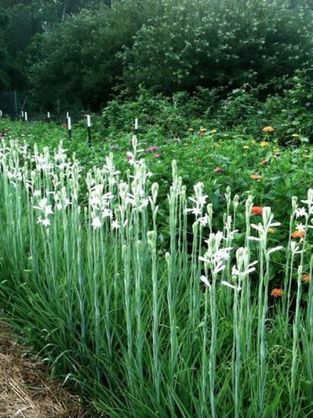 99b622f12973ad18ab55af72d54a6a5e