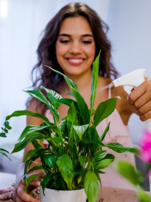 Lucky-plants-for-the-home-FB-1200x700-compressed