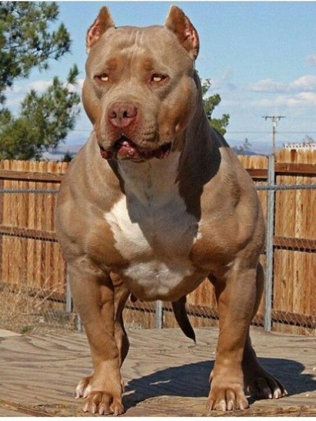 The-pitbull-most-dangerous-dog-in-the-world