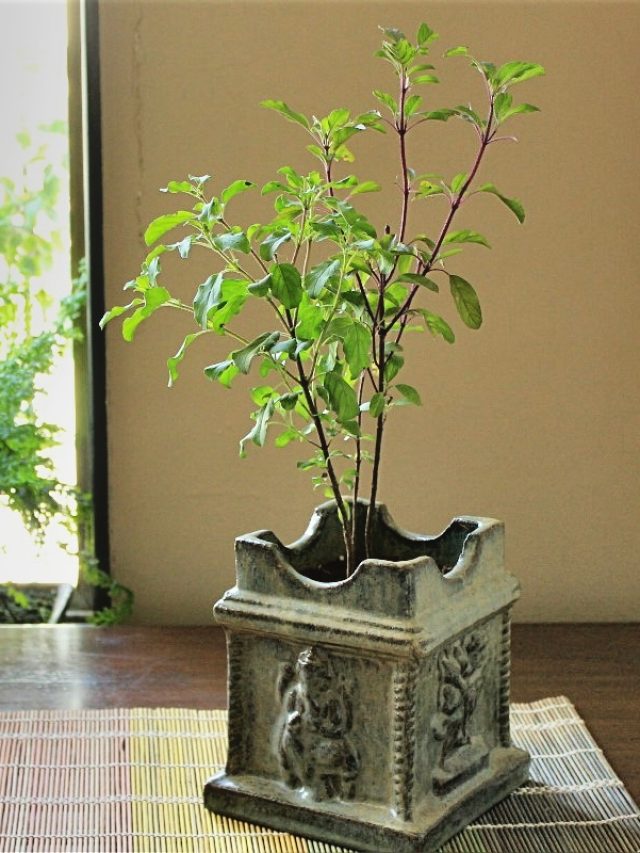 Tulsi-Plant